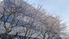 20220328社屋桜が咲きました