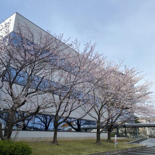 20220328社屋桜が咲きました