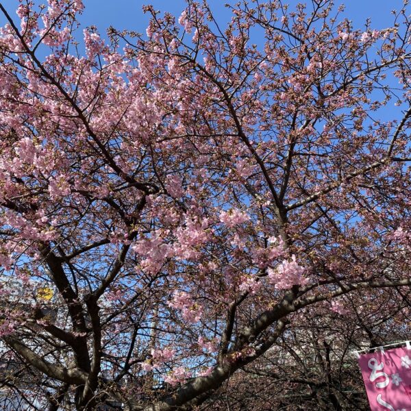 川津桜が咲いている所も