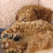 生後2〜3か月の子犬に次亜塩素酸除菌消臭スプレーは有効？