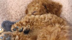 生後2か月トイプードル