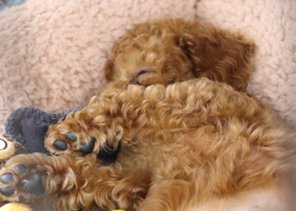 生後2か月トイプードル