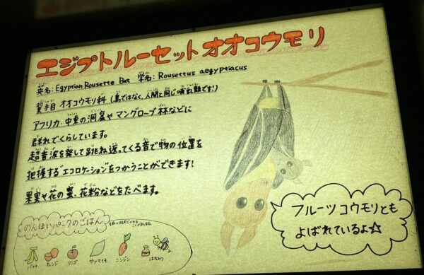 エジプトルーセットオオコウモリ